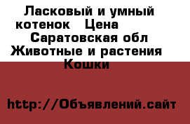  Ласковый и умный  котенок › Цена ­ 1 000 - Саратовская обл. Животные и растения » Кошки   